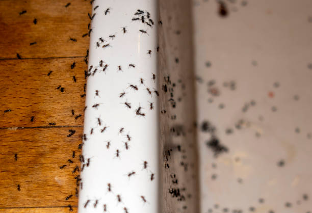 Trusted Ladue, MO Pest Control Experts