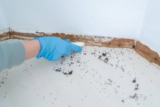 Best Local Pest Control Services  in Ladue, MO